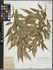 Foto von Salix alba L. x Salix fragilis L.